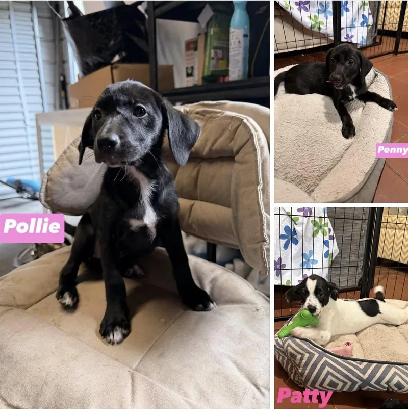 A baby medium-sized female Black Pointer dog named Patti  Penny And for adoption in seaside heights, NJ