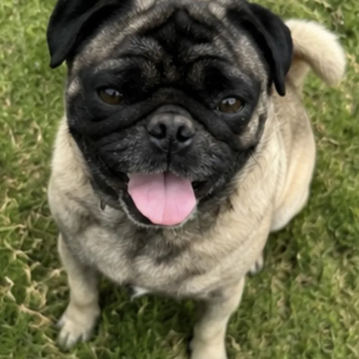 An adult small-sized male Yellow / Tan / Blond / Fawn Pug dog named Chapo for adoption in Pelham, NH