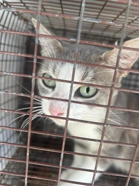 A young small-sized female Domestic Short Hair cat named Isabella for adoption in Houston, TX