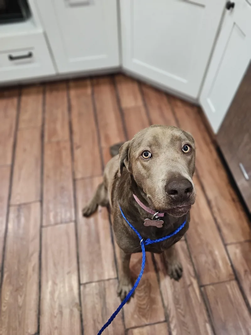 Lucy So Il thumbnail 3