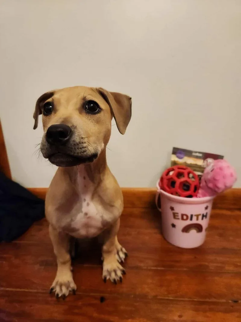 A baby medium-sized female Apricot / Beige Pit Bull Terrier dog named Edith for adoption in Oceanport, NJ