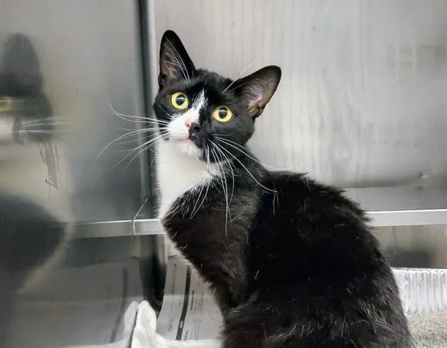 A young medium-sized female Domestic Short Hair cat named Mai Tai for adoption in Aurora, IL
