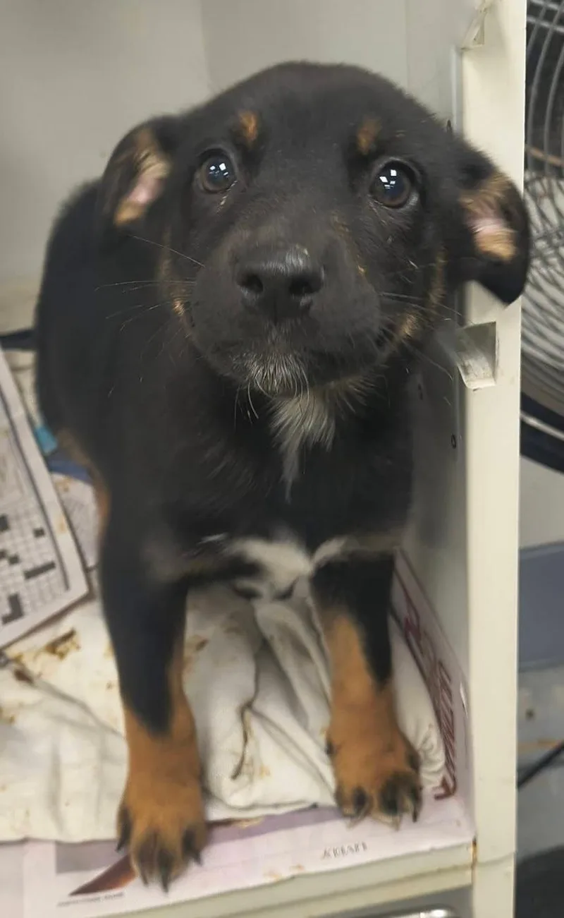 A baby small-sized female Bicolor Shepherd dog named River for adoption in Leesburg, VA