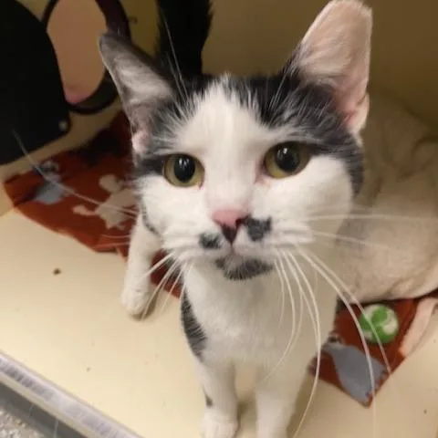 An adult medium-sized female Black Domestic Short Hair cat named Pink Pineapple for adoption in Dayton, OH