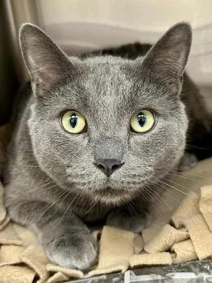 An adult extra large-sized male Gray / Blue / Silver Domestic Short Hair cat named Smokey for adoption in Wichita, KS