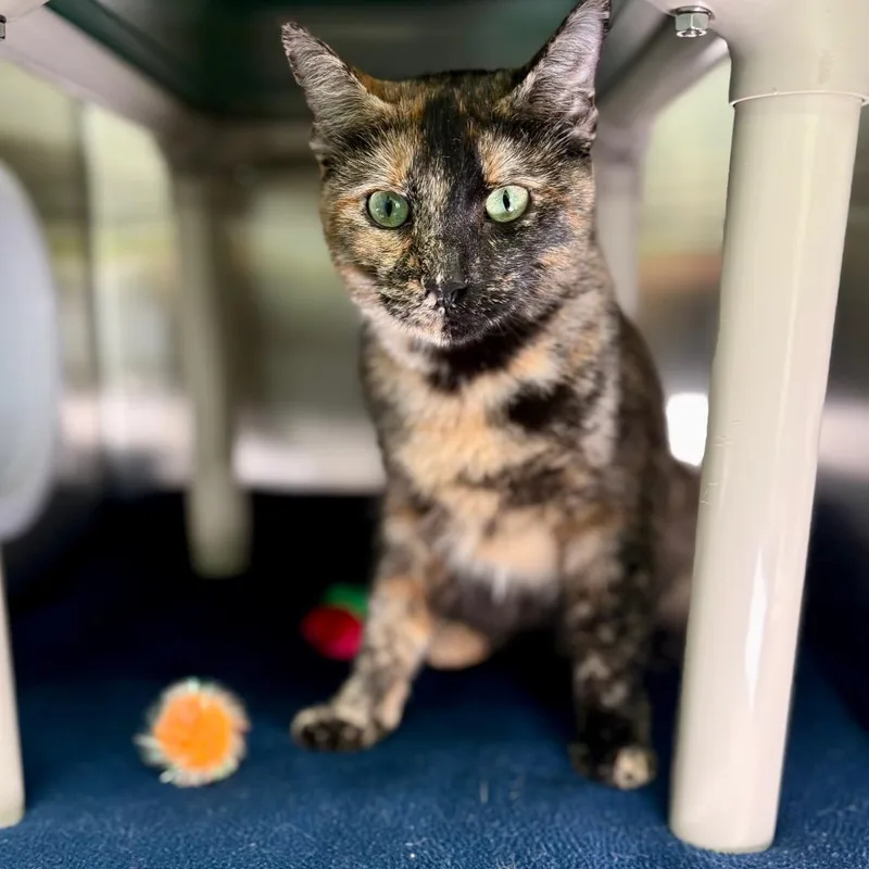 An adult large-sized female Black Domestic Short Hair cat named Maple for adoption in New Fairfield, CT