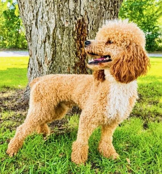 A young small-sized male White / Cream Poodle dog named Porter for adoption in Washington, DC