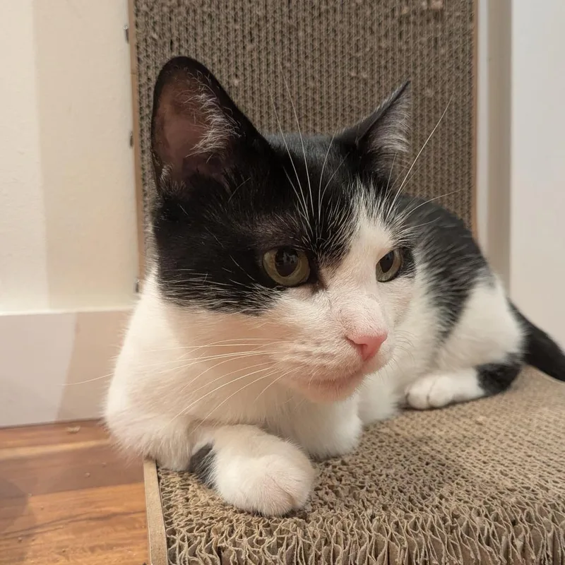 An adult small-sized female White Domestic Short Hair cat named Minnie for adoption in Los Angeles, CA