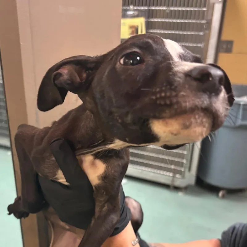 A baby small-sized male Mixed Breed dog named Bentley for adoption in Memphis, TN