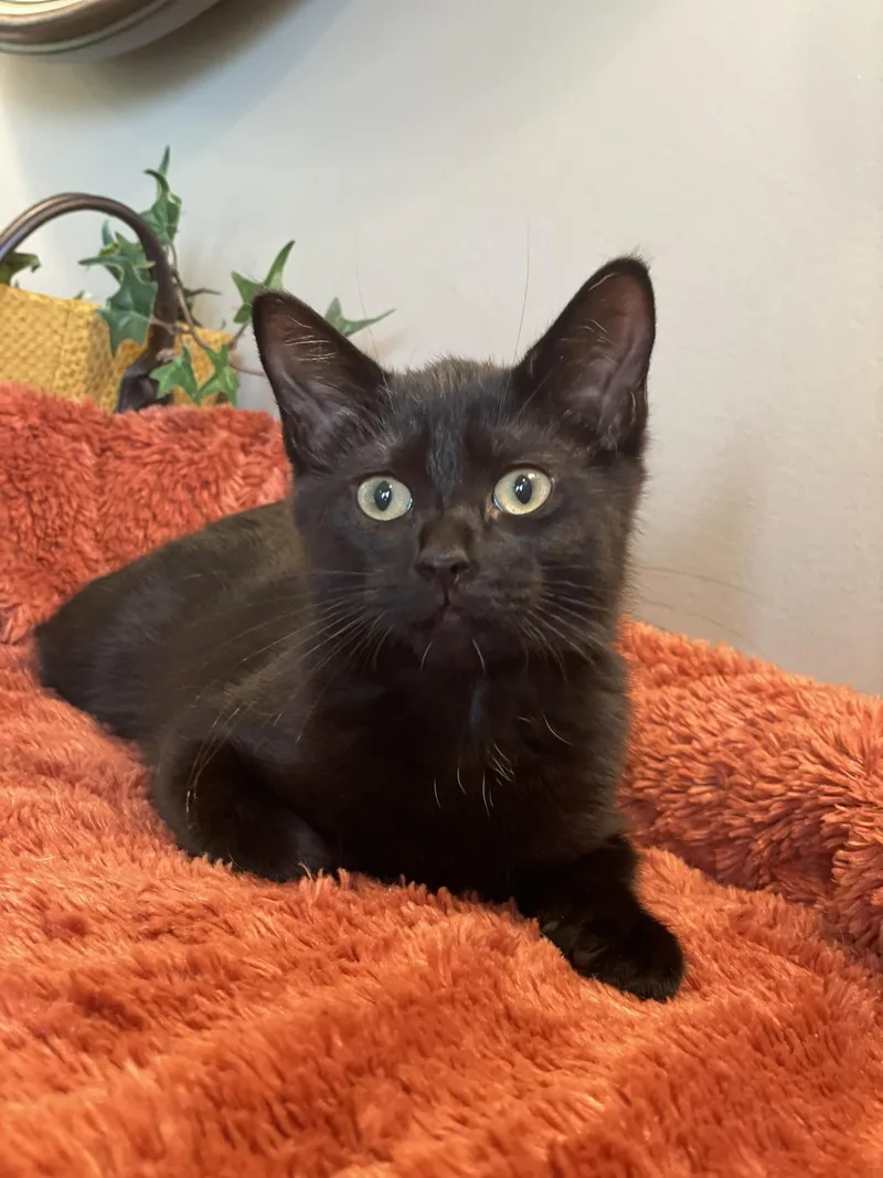 A baby medium-sized female Black Domestic Short Hair cat named Kit Kat for adoption in Taylor, MI