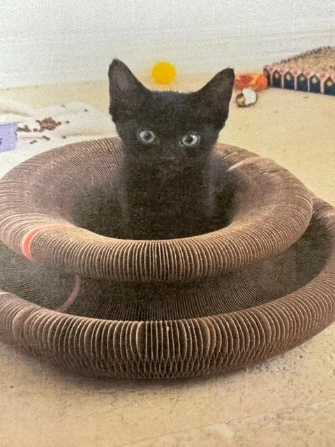A baby small-sized female Domestic Short Hair cat named Mia for adoption in Naples, FL