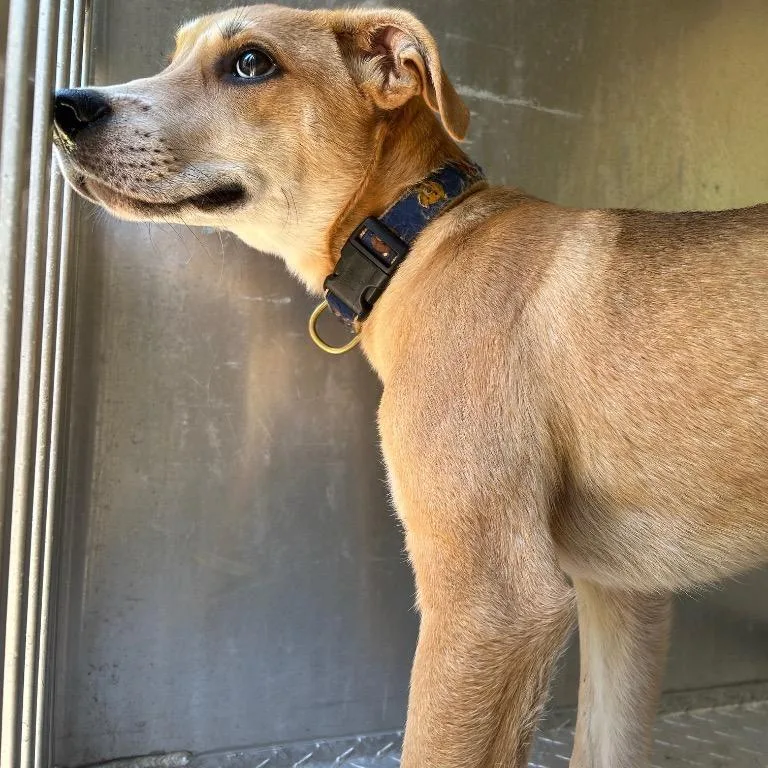 A baby small-sized male Yellow / Tan / Blond / Fawn Mixed Breed dog named Pesto for adoption in Aldie, VA