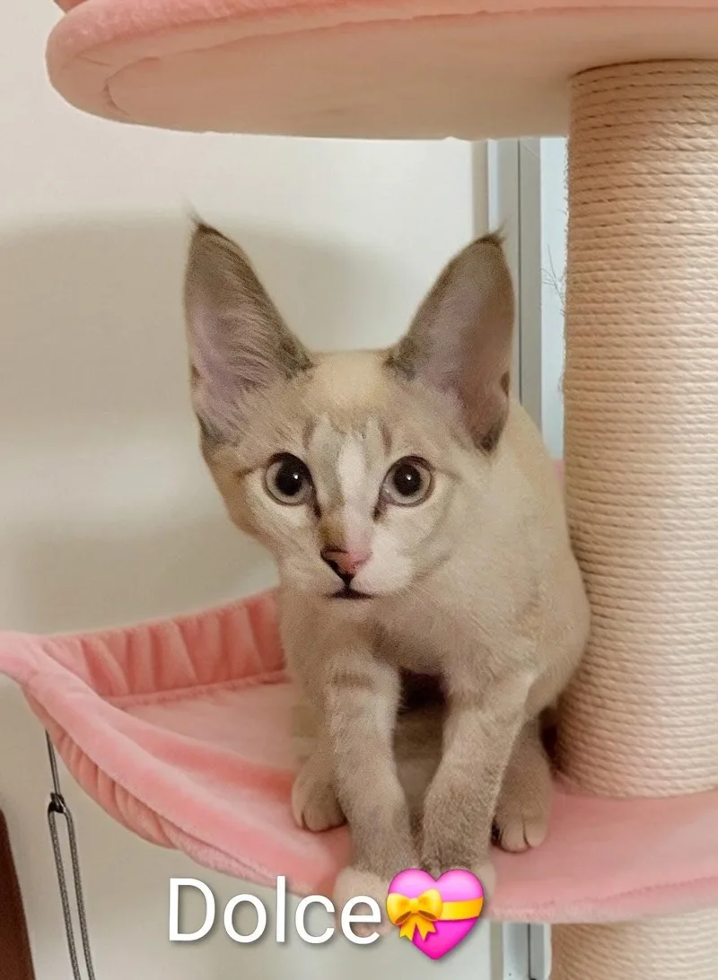 A baby medium-sized female Cream / Ivory Domestic Short Hair cat named Dolce for adoption in Las Vegas, NV