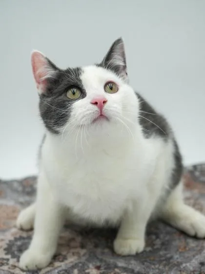 A young small-sized male Domestic Short Hair cat named Azriel for adoption in Bowling Green, KY