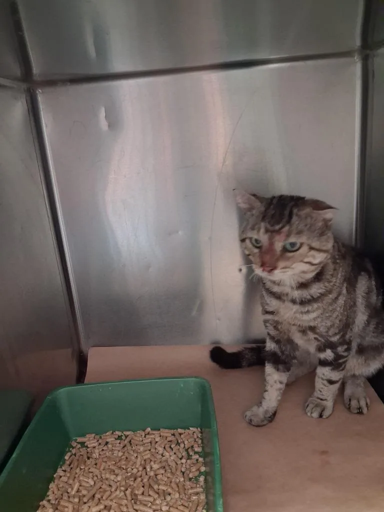 A young large-sized male Domestic Short Hair cat named Curry for adoption in Cartersville , GA