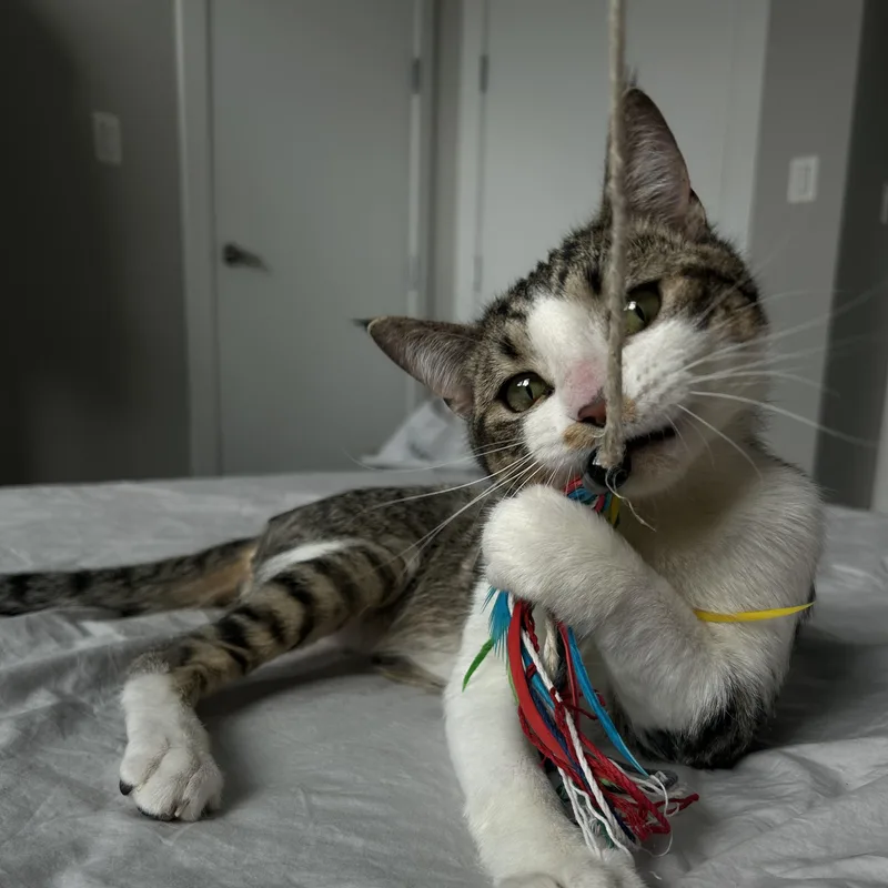 A young medium-sized male Tabby (Brown / Chocolate) Domestic Short Hair cat named Canyon for adoption in Chicago, IL