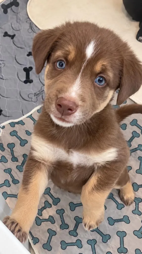A baby small-sized female Australian Shepherd dog named Ethel for adoption in Valparaiso, IN