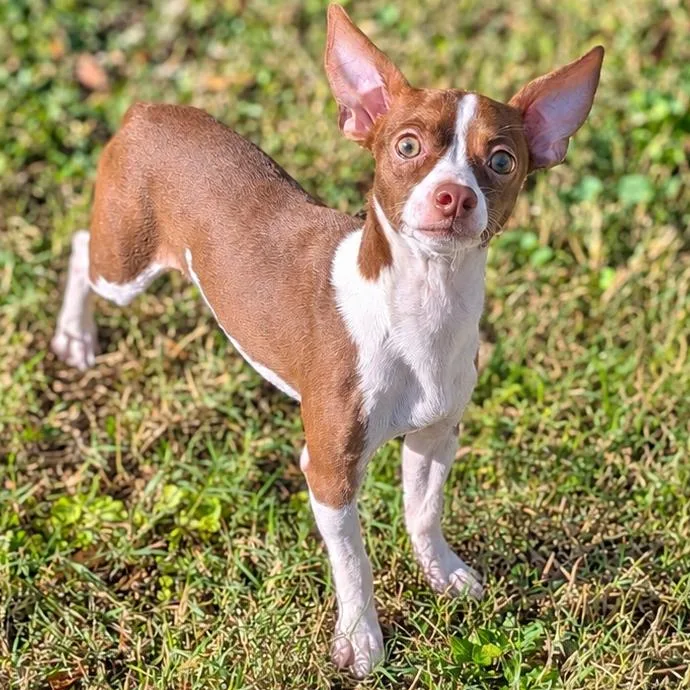 A young small-sized male Chihuahua dog named Colin for adoption in Brownsboro, AL