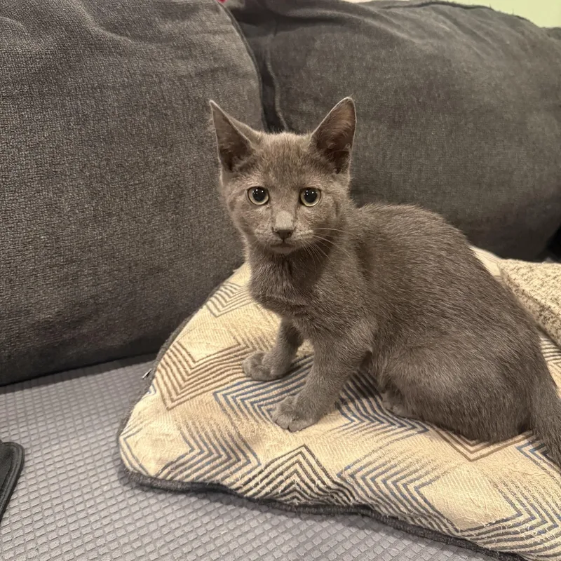 A baby medium-sized female Gray / Blue / Silver Domestic Short Hair cat named Poptart for adoption in Moorestown, NJ