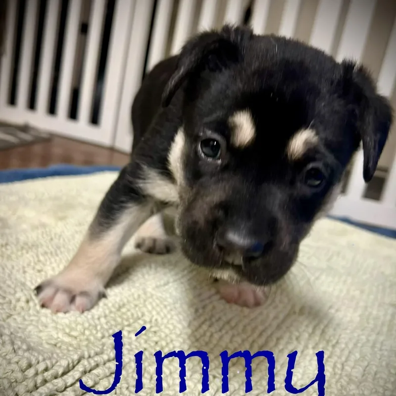 Jimmy