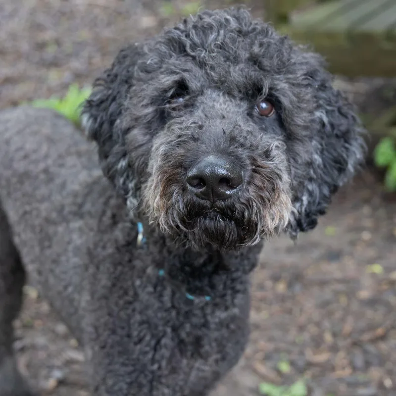 An adult medium-sized male Black Poodle dog named Rufus for adoption in McKean, PA