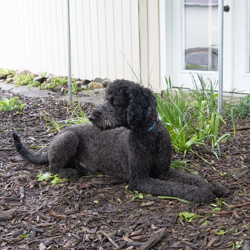 Rufus thumbnail 2