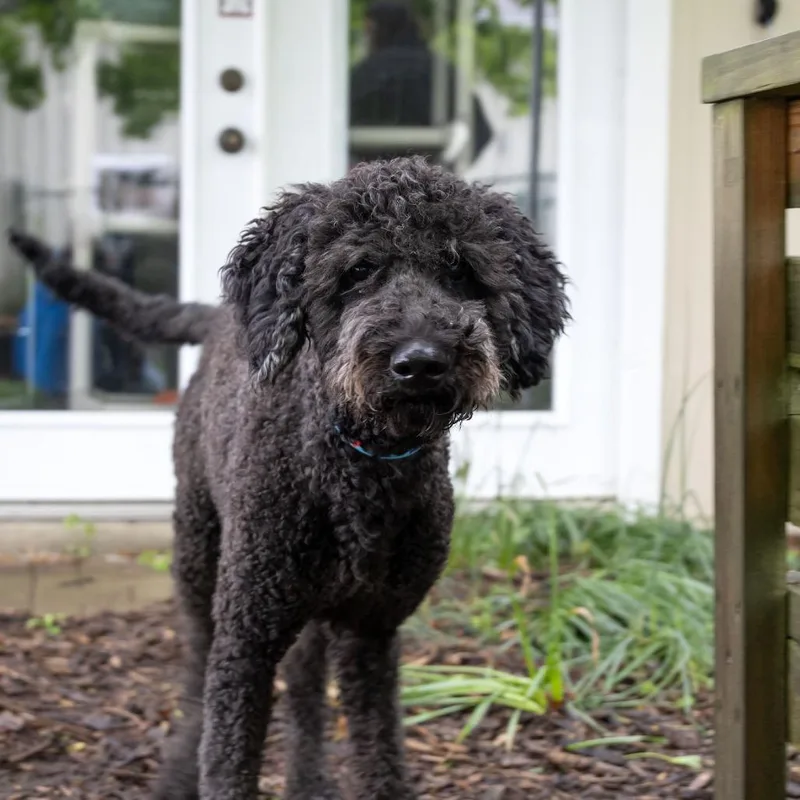 Rufus thumbnail 6