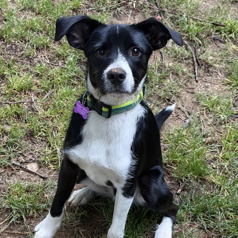 An adult small-sized male Black Parson Russell Terrier dog named Dapper Dan  Lbs for adoption in Watertown, CT