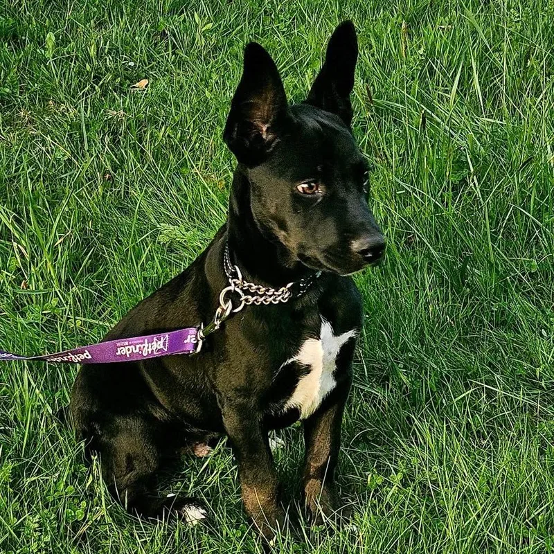 A baby small-sized male Black American Staffordshire Terrier dog named Dominic for adoption in Ferndale, WA