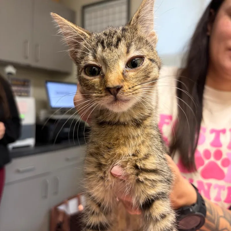 A young small-sized female Domestic Short Hair cat named Butters for adoption in Red House, WV