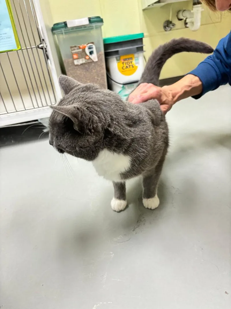 An adult medium-sized male Domestic Short Hair cat named Rue for adoption in Terryville, CT
