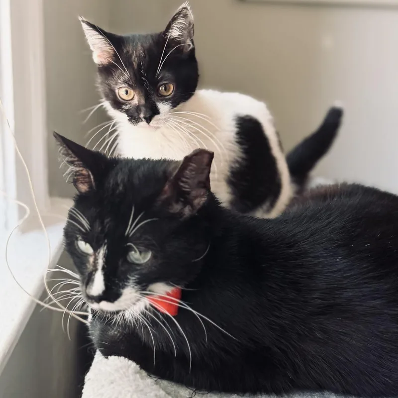 A baby small-sized female Black Domestic Short Hair cat named Piano for adoption in Evanston, IL