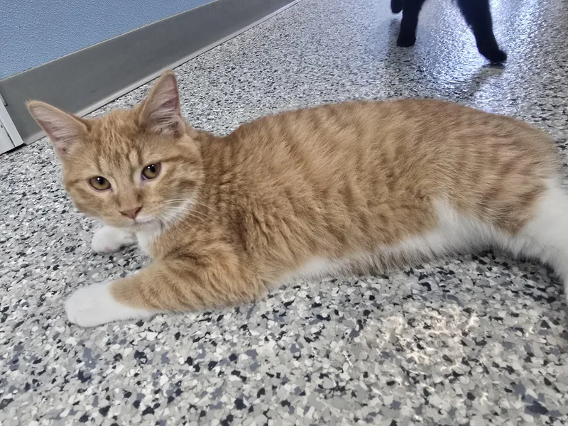 A young medium-sized male Orange & White Domestic Short Hair cat named Freddy for adoption in Farmington, MO