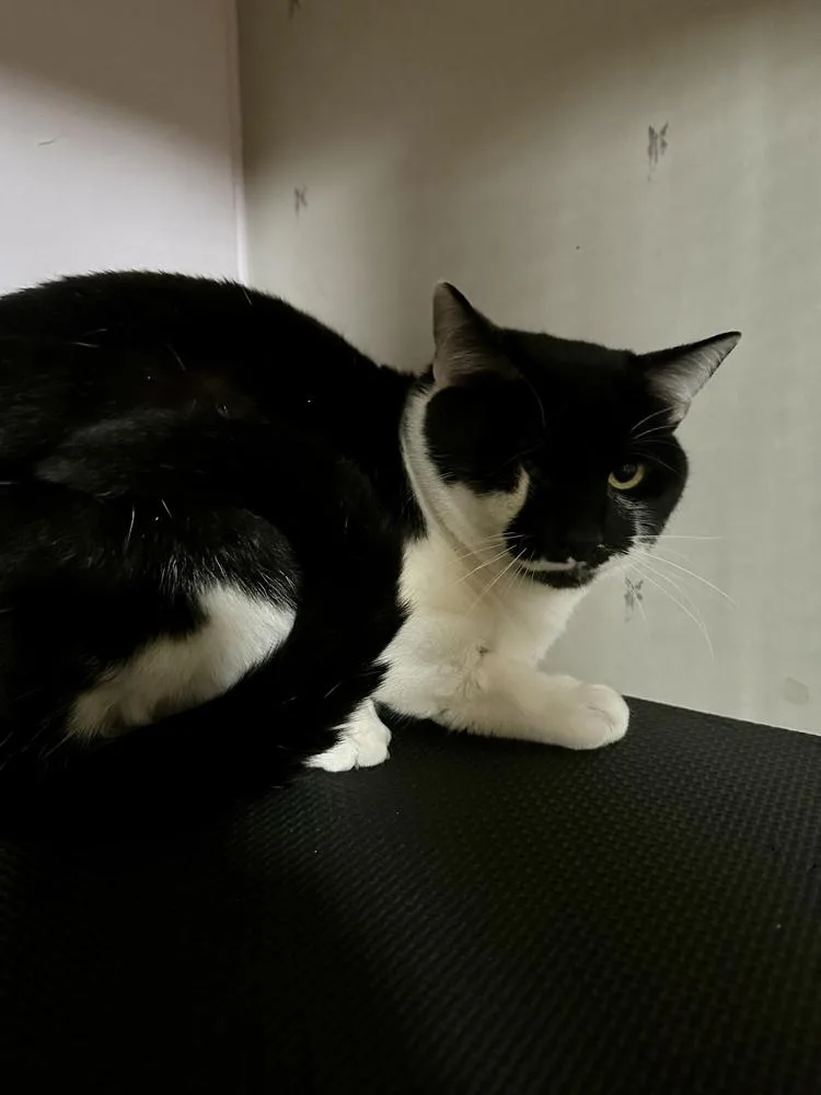 An adult large-sized male Black & White / Tuxedo Domestic Short Hair cat named Mr. Whiskers for adoption in Greensboro, NC