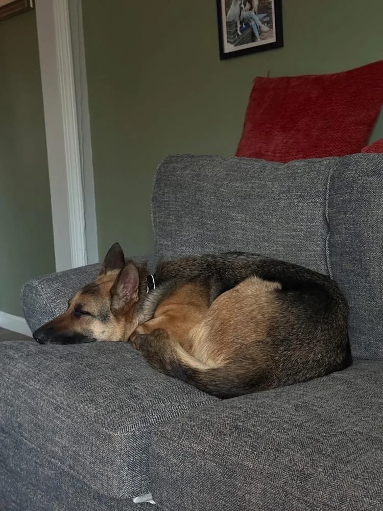 An adult medium-sized female Brown / Chocolate Shepherd dog named Peanut for adoption in Windsor Locks, CT