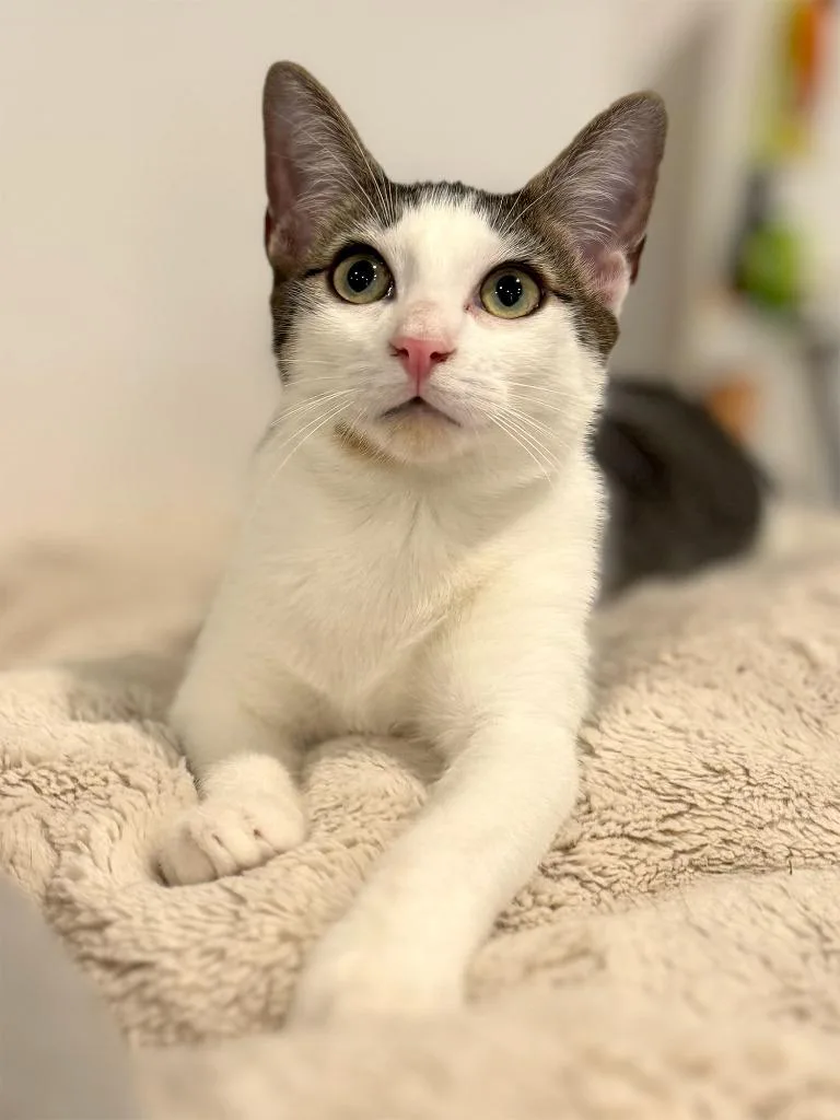 Cheech And Chong thumbnail 4