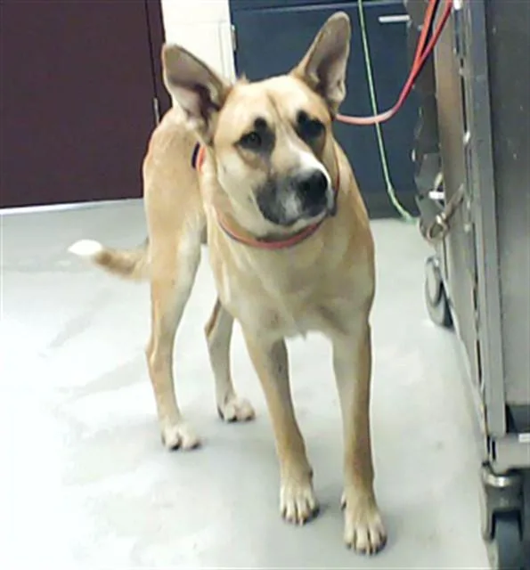 An adult large-sized male German Shepherd Dog dog named Toast for adoption in Fayetteville, NC