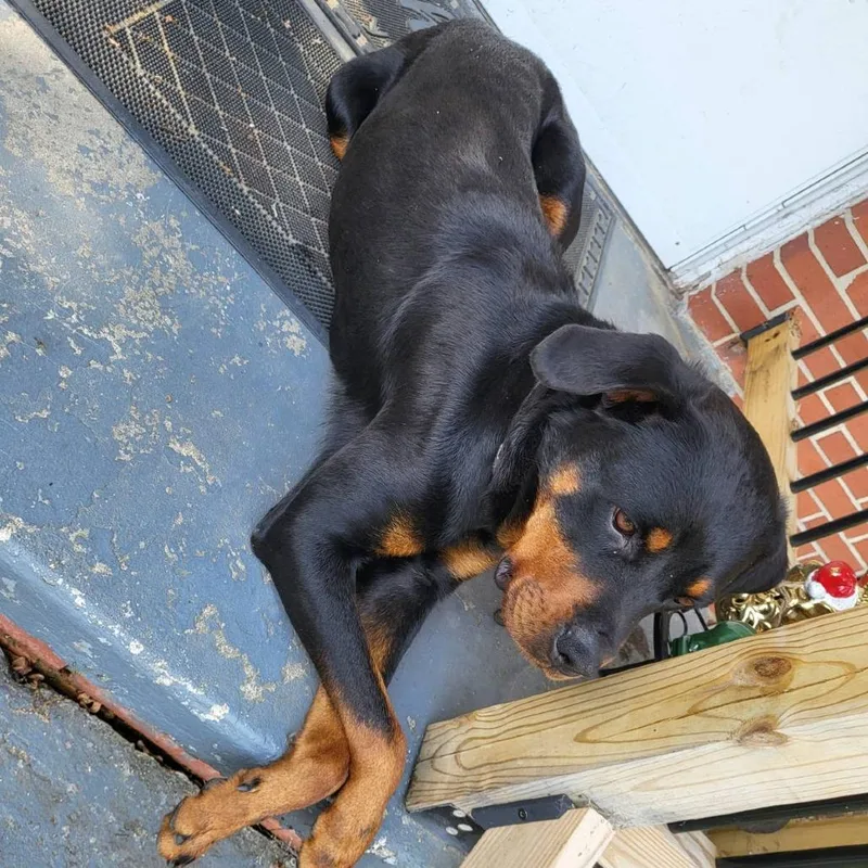 An adult large-sized female Black Rottweiler dog named Ellie for adoption in Greensboro, NC