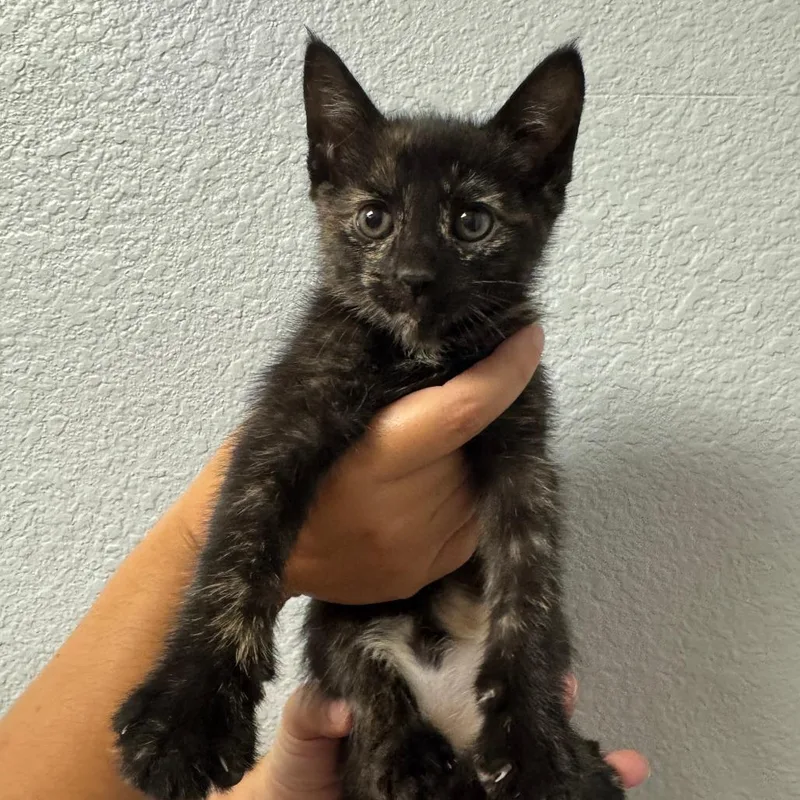 A baby small-sized female Tortoiseshell Domestic Short Hair cat named Meepers for adoption in Waco, TX