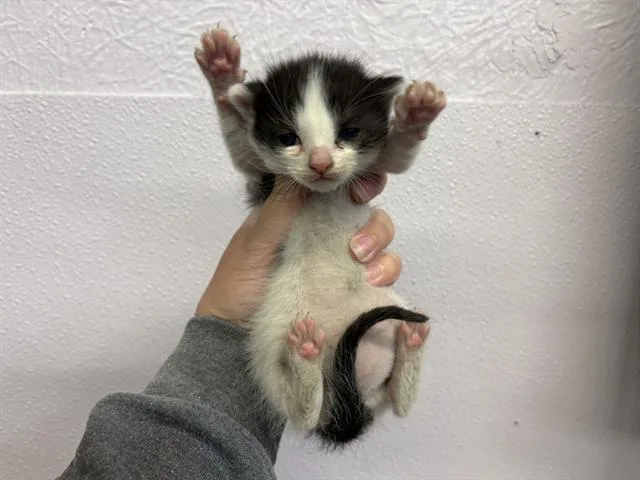 A baby small-sized female Domestic Short Hair cat named Suzy for adoption in Fairfield, CA
