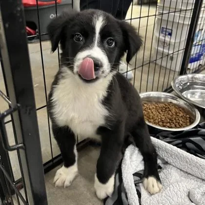 A baby large-sized male Bernese Mountain Dog dog named Henry for adoption in Morton Grove, IL