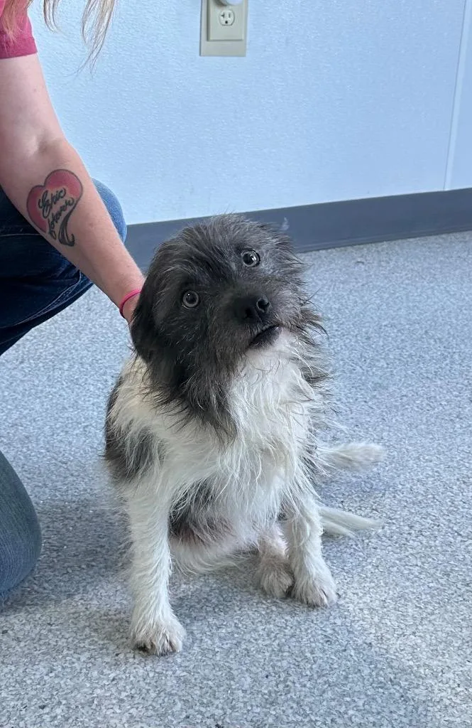 An adult medium-sized male Terrier dog named Grimmlin for adoption in Washington Court House, OH