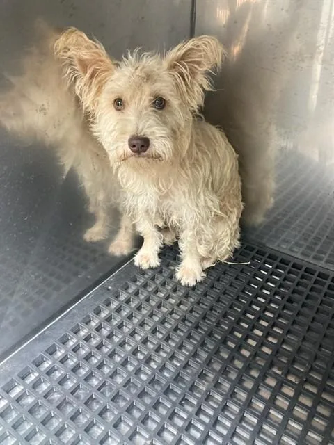 A young small-sized male Mixed Breed dog named Mikey for adoption in Dallas, TX