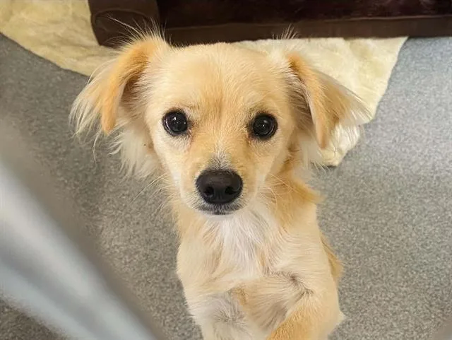 A young small-sized male Pomeranian dog named Jolteon for adoption in Tustin, CA
