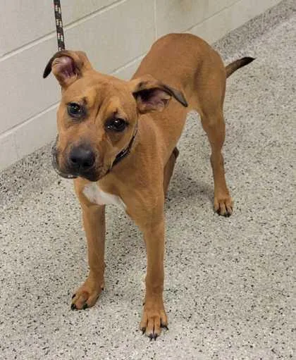 A young medium-sized female Brown / Chocolate Mixed Breed dog named Starburst for adoption in Kansas City, MO