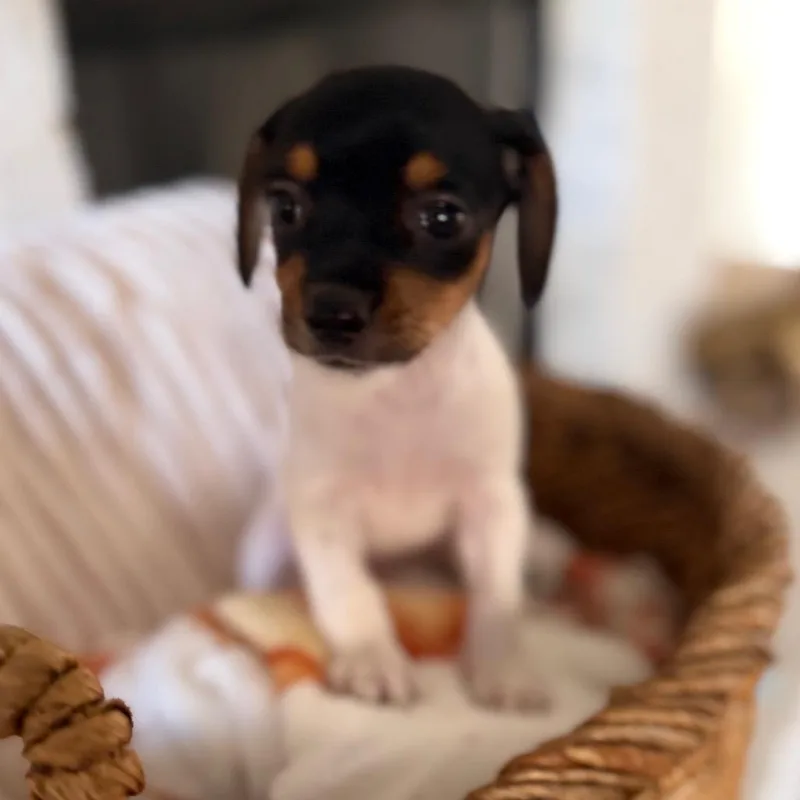 A baby small-sized male Dachshund dog named Beans for adoption in Baton Rouge, LA