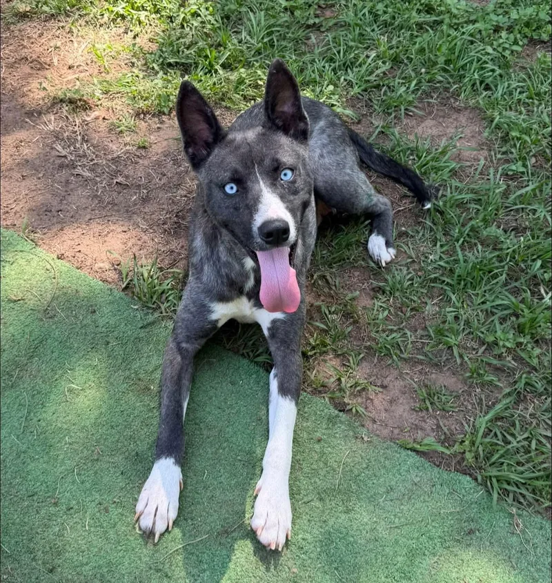 An adult medium-sized female Black Dutch Shepherd dog named Koda for adoption in Inverness, FL
