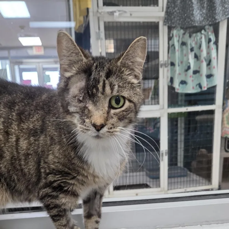 A senior medium-sized female Brown / Chocolate Domestic Short Hair cat named Squeakers for adoption in Camden, DE