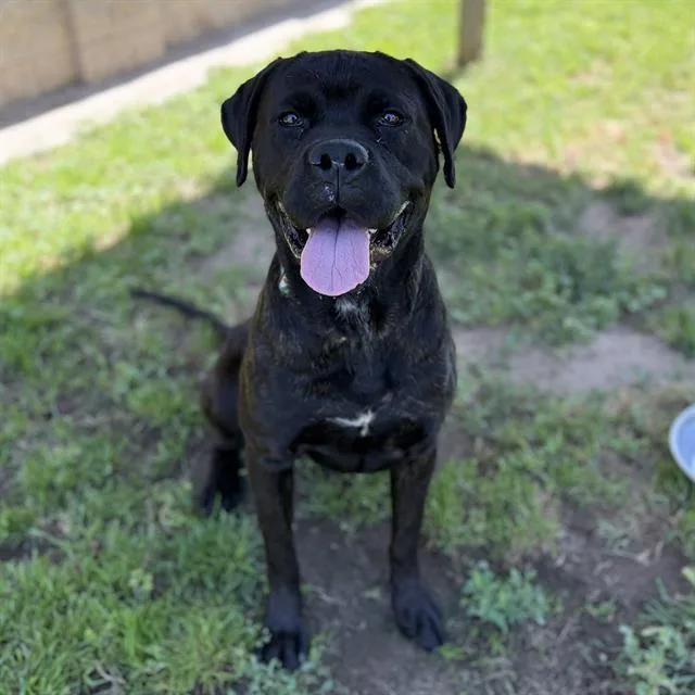 An adult extra large-sized female Cane Corso dog named Hildur for adoption in Modesto, CA