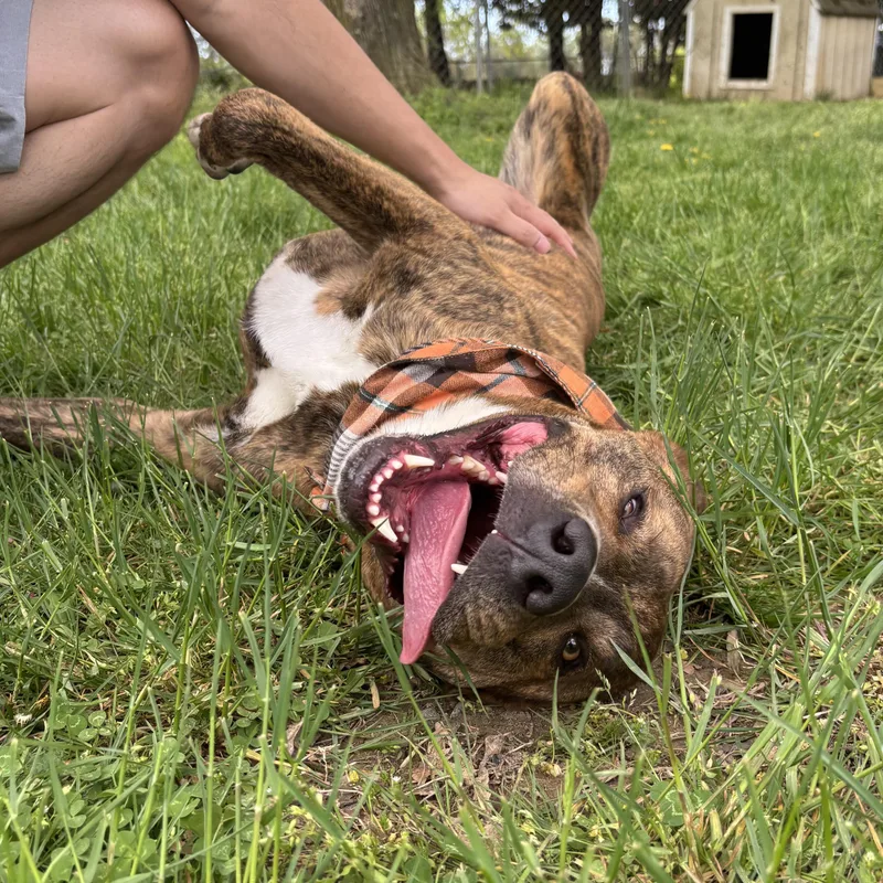 An adult large-sized male Mountain Cur dog named Kevin for adoption in Longview, TX
